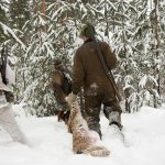 Lodjursjakten i Norrbotten överklagas av Wolf Association Sweden. Foto: Olle Olsson