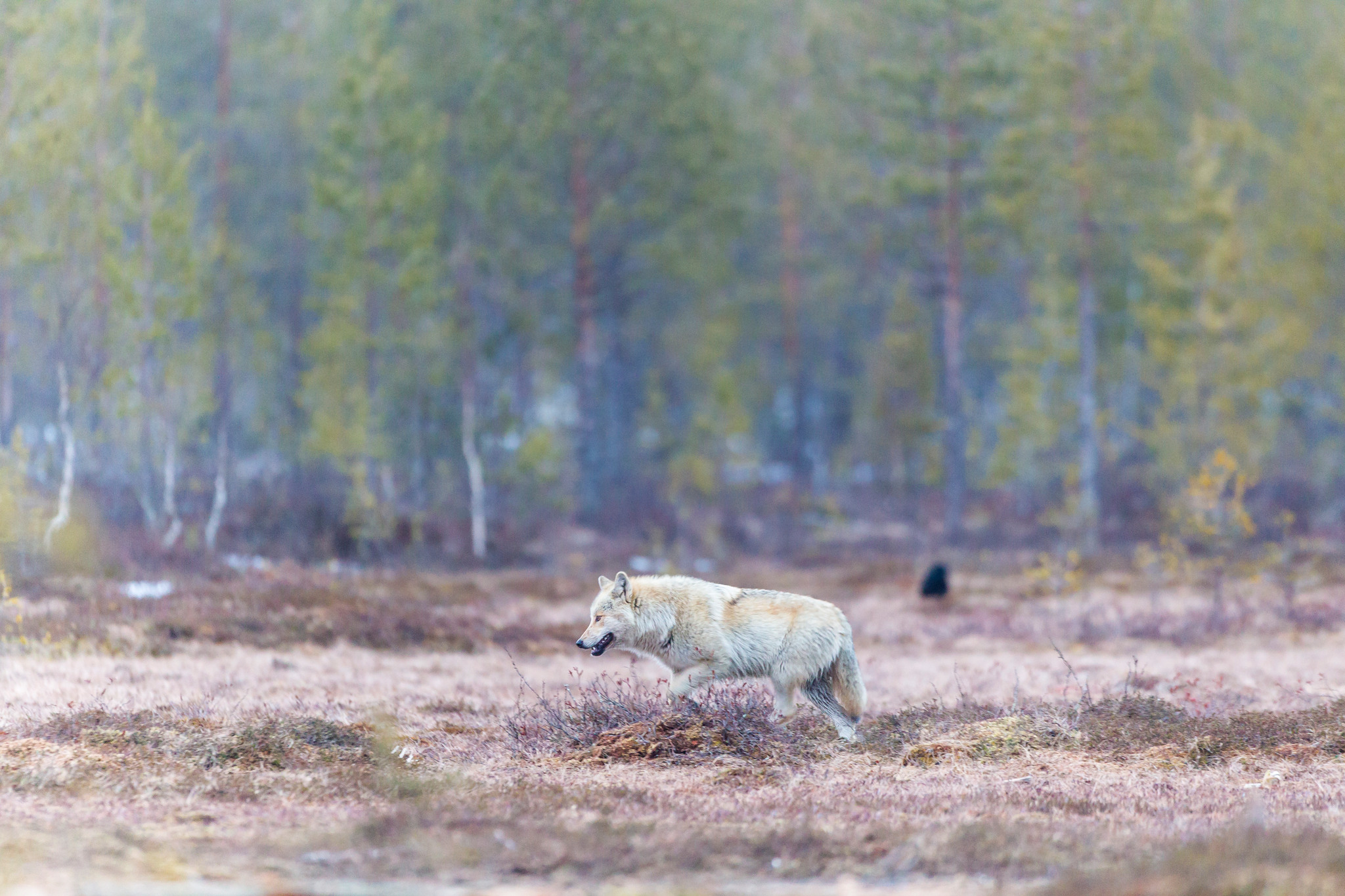Foto: Kjell-Erik Moseid
