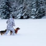 Länsstyrelsen i Västernorrland ger klartecken för jakt på fyra lodjur. Arkivfoto: Olle Olsson
