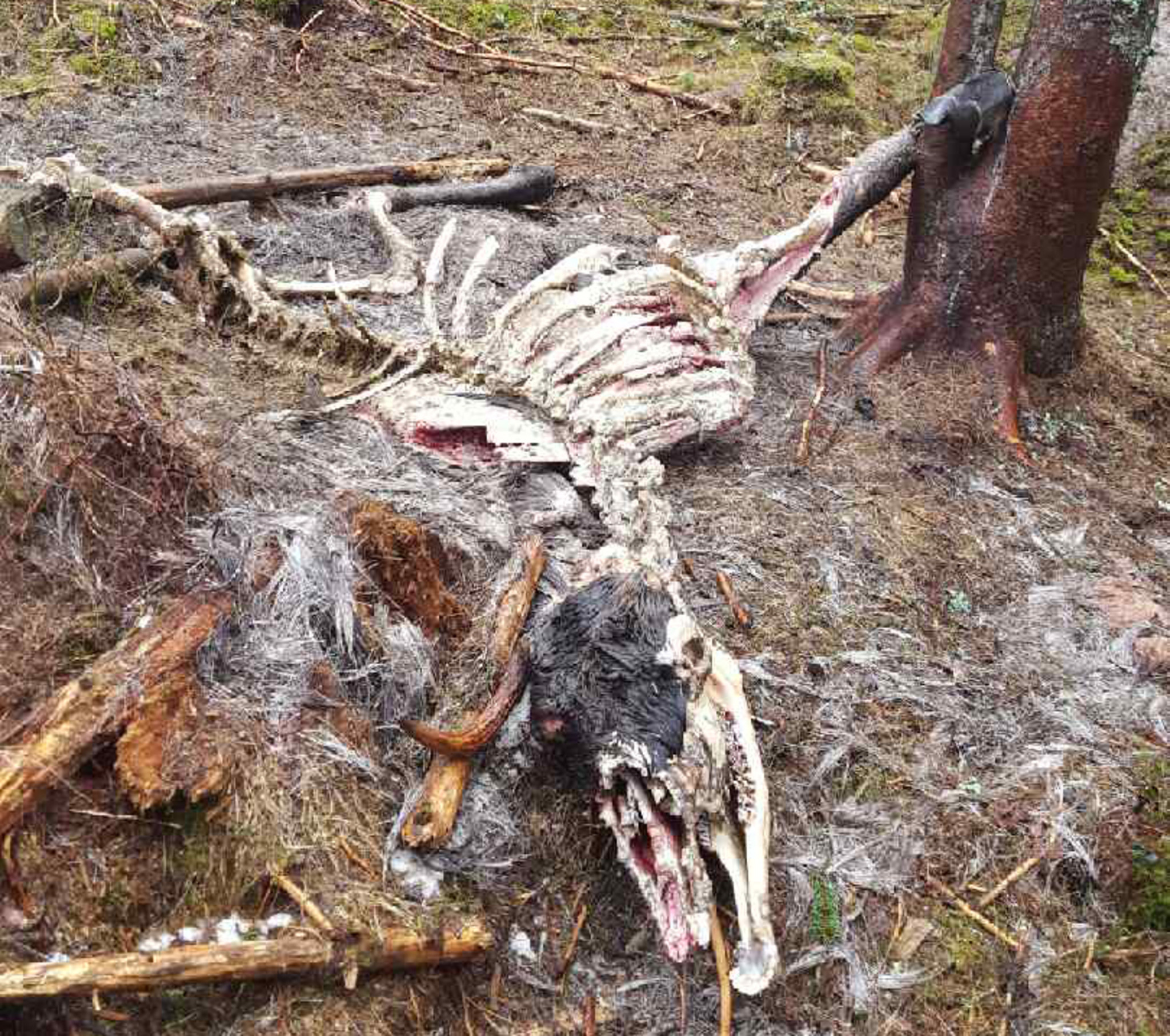 Trots att inga fluglarver hjälpt till har naturen gjort vad den skulle med älgkadavret. Foto: Simon Danielsson
