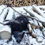 Älgkalven har gått på vältan och gnagt bark när den fastnat med båda frambenen i glipan mellan två aspbitar, ramlat och därefter inte kunnat ta sig upp. Foto: Niklas Einar