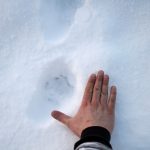 Licensjakten på lodjur i Norrbotten är stoppad efter att Naturvårdsverket underkänt länsstyrelsens beslut. Foto: Olle Olsson