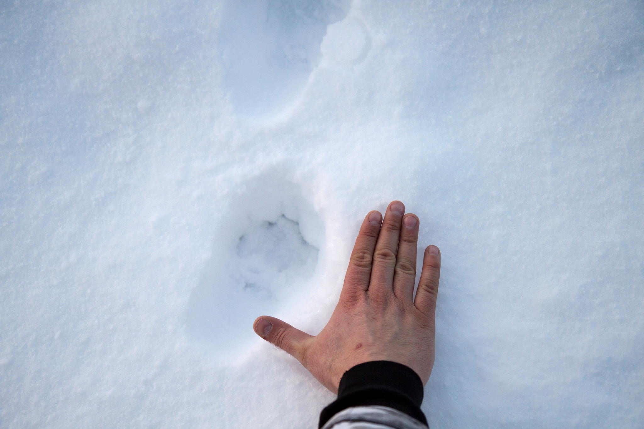Licensjakten på lodjur i Norrbotten är stoppad efter att Naturvårdsverket underkänt länsstyrelsens beslut. Foto: Olle Olsson