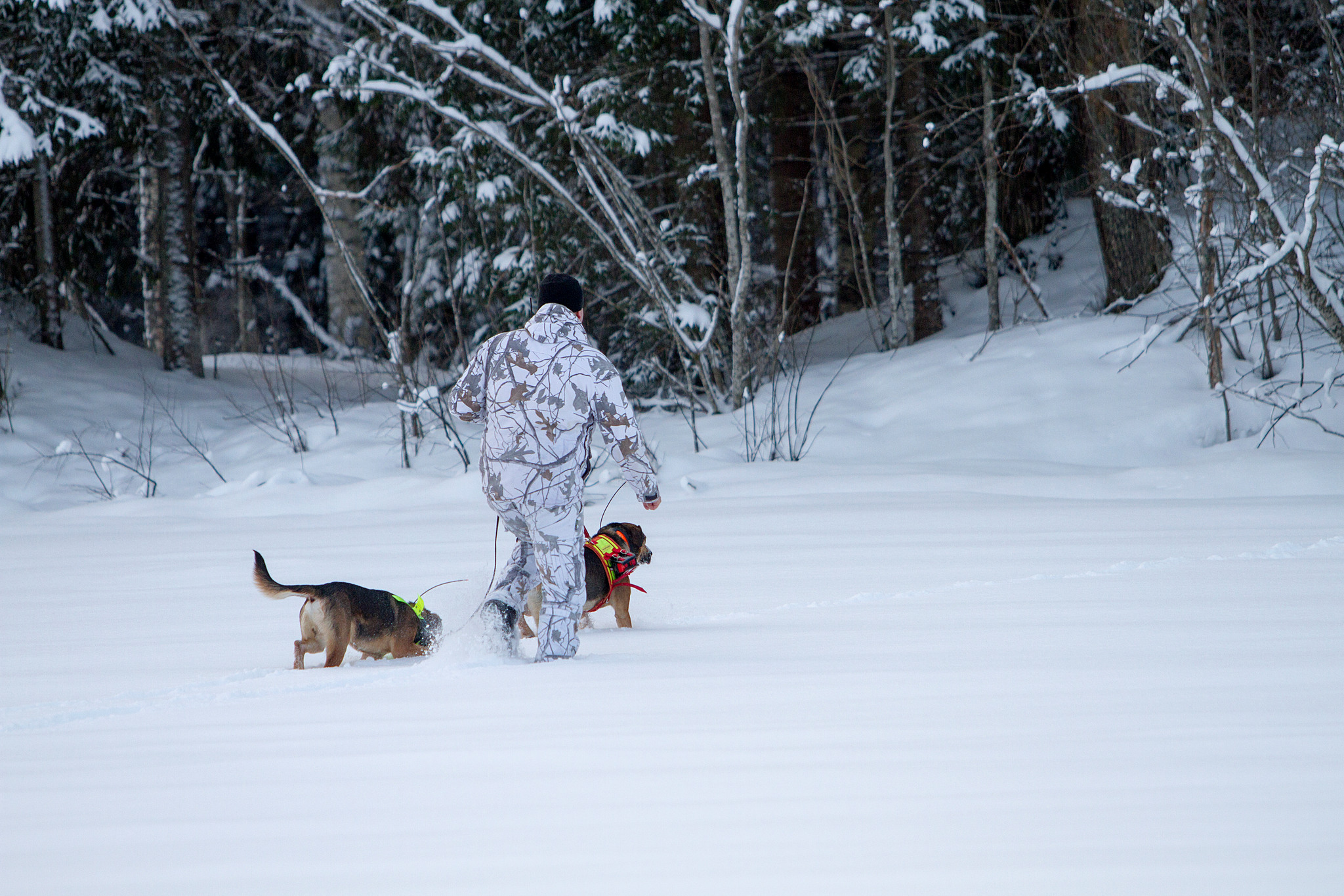 Lodjursjakten kom igång i Jämtland som planerat. Men länsstyrelsens beslut är överklagat. Foto: Olle Olsson
