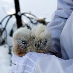 Lodjursjakten får fortsätta i Jämtland men stoppas i Västernorrland. Foto: Olle Olsson