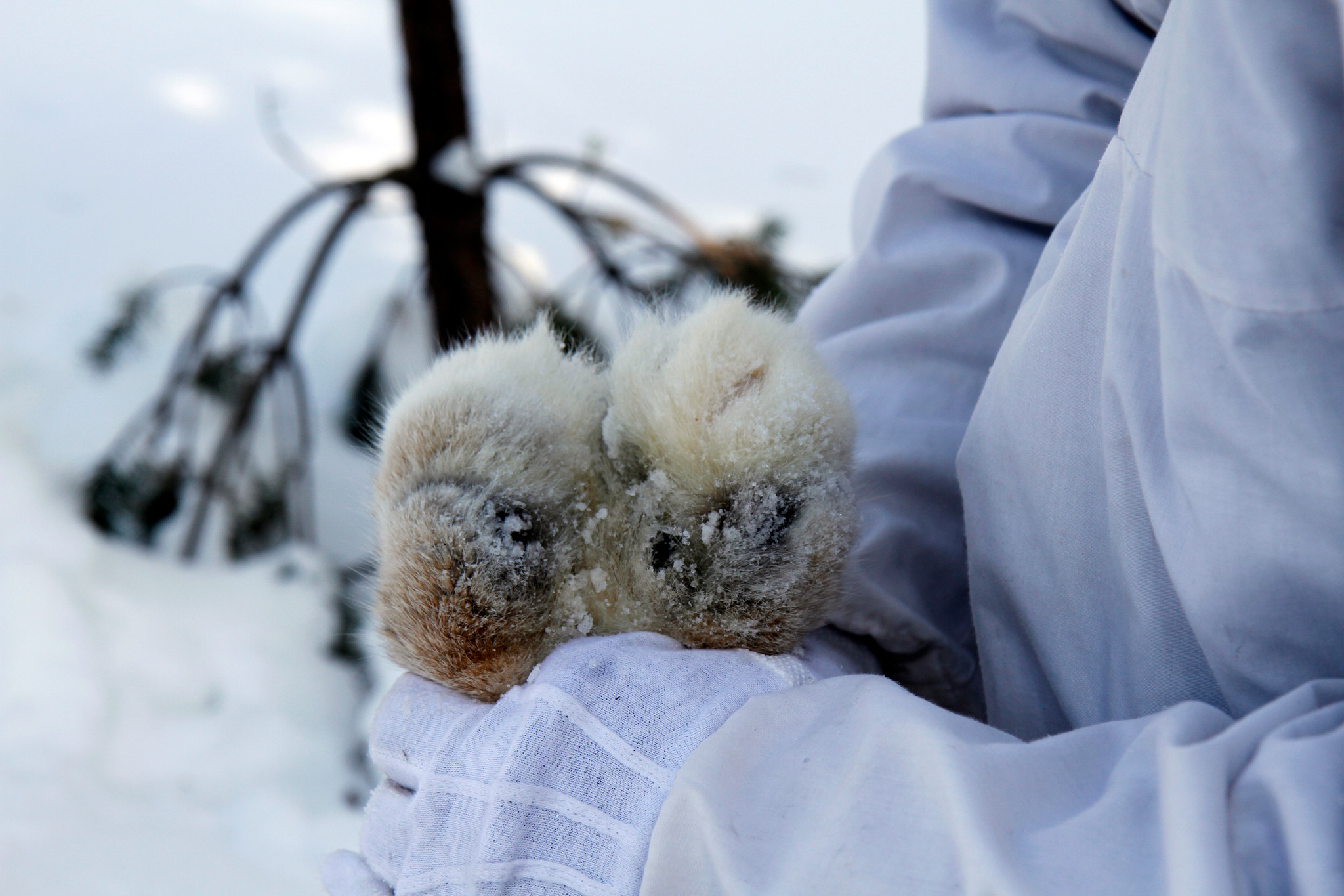 Lodjursjakten får fortsätta i Jämtland men stoppas i Västernorrland. Foto: Olle Olsson