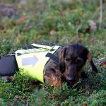 Allt fler jägare drar nytta av bidragen som länsstyrelserna betalar ut till skyddsvästar. Foto: Olle Olsson