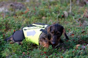 Allt fler jägare drar nytta av bidragen som länsstyrelserna betalar ut till skyddsvästar. Foto: Olle Olsson