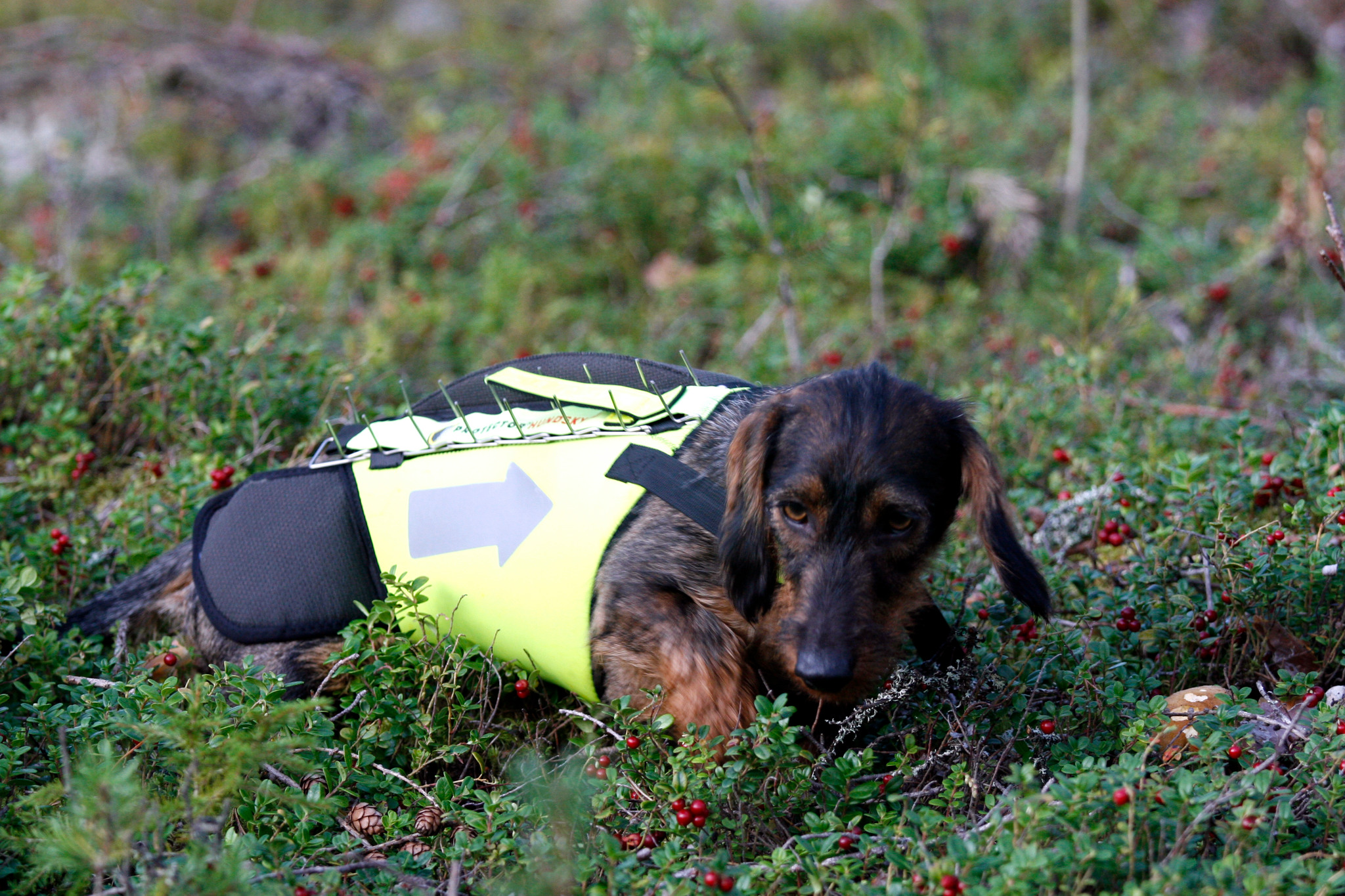 Allt fler jägare drar nytta av bidragen som länsstyrelserna betalar ut till skyddsvästar. Foto: Olle Olsson