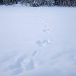 I EU-landet Finland sköts 477 lodjur det senaste jaktåret. Foto: Olle Olsson