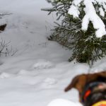 Lodjursjakten i Norrbotten kan inledas omedelbart. Foto: Olle Olsson