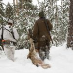 Naturvårdsverket tycker inte kriterierna för att bevilja licensjakt på lodjur är uppfyllda. Foto: Olle Olsson