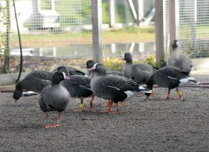 Fjällgäss på avelsanläggningen på Öster Malma i Södermanland. Nu vill länsstyrelsen i Norrbotten att fjällgässens häckningsplats i Arjeplogsfjällen får ett starkare skydd. Foto: Lars-Henrik Andersson