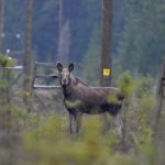 Älgen föll på fel sida markgränsen, vilket ledde till en rättssak. Foto: Kenneth Johansson