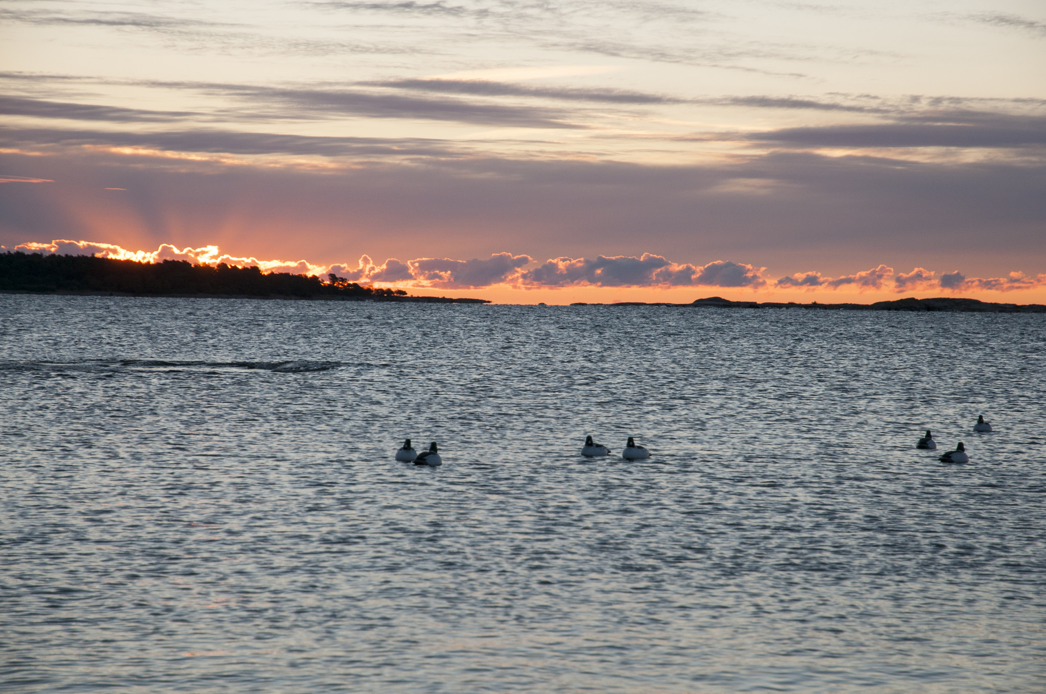 Sjöfågeljägarna i Blekinge vill ha tillbaka jakten på de statligt ägda kronoholmarna som den var förut. Foto: Jan Henricson