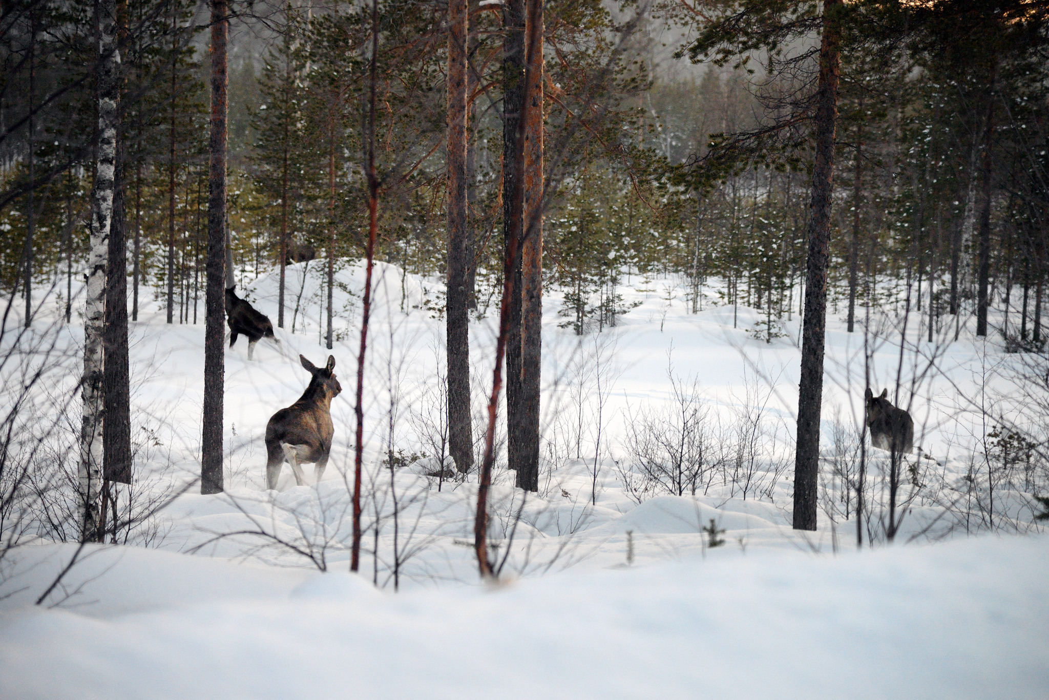 Hur rör sig älgen vintertid i kustlandet? Hur påverkas älgens rörelsemönster av viltstängsel? Det är några frågeställningar forskningsprojektet hoppas få svar på. Foto: Lars-Henrik Andersson