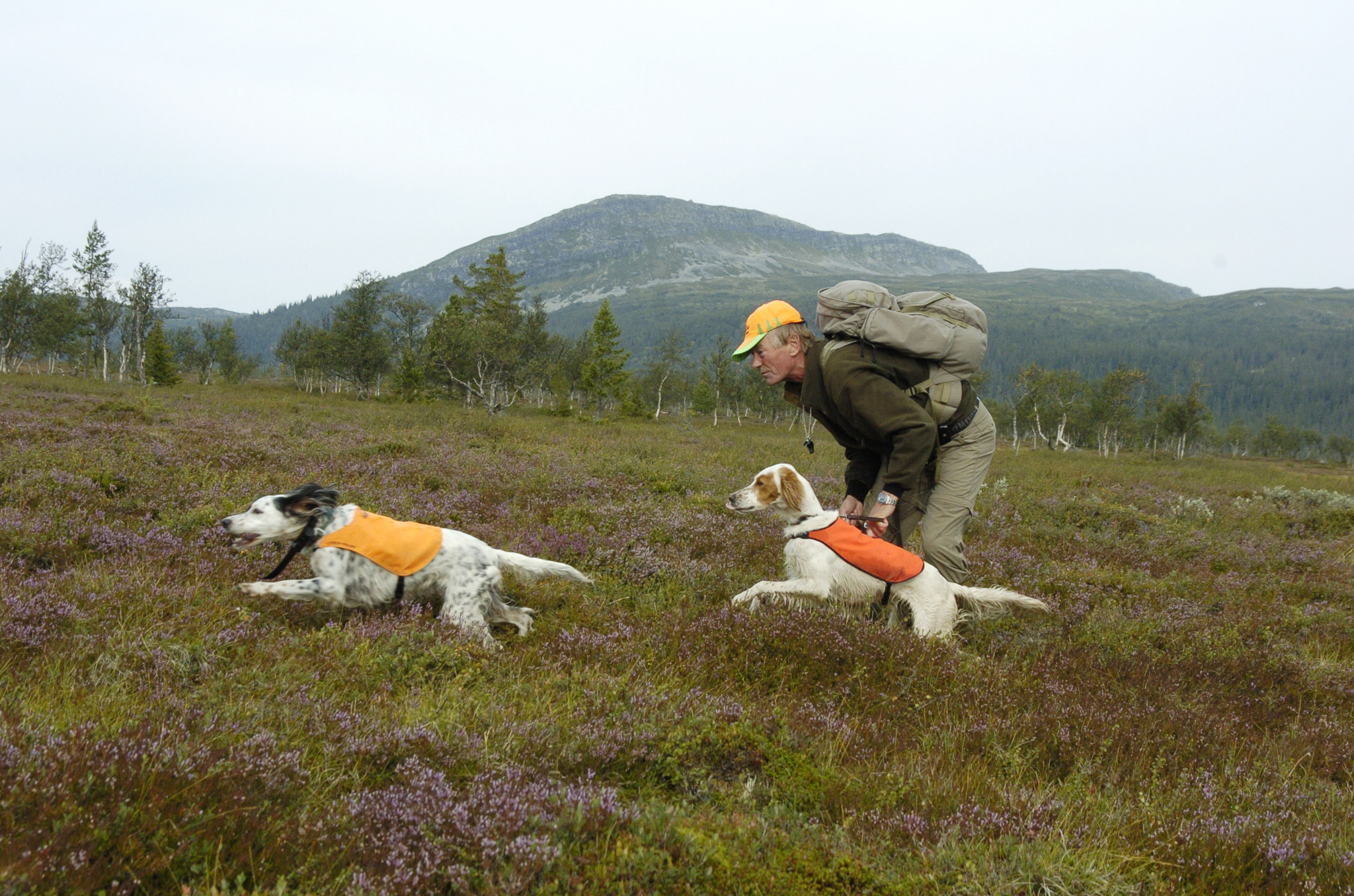 Att ge besökande jägare en helhetsupplevelse med jakt, hundar, guider, mat och boende är det bästa sättet att bedriva jaktturism, skriver jaktföretagarna som stöder förslagen till ändringar i rennäringsförordningen. Foto: Jan Henricson