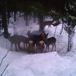 Rådjur som utfodras av Lunds jaktlag i Valbo. Foto: Privat