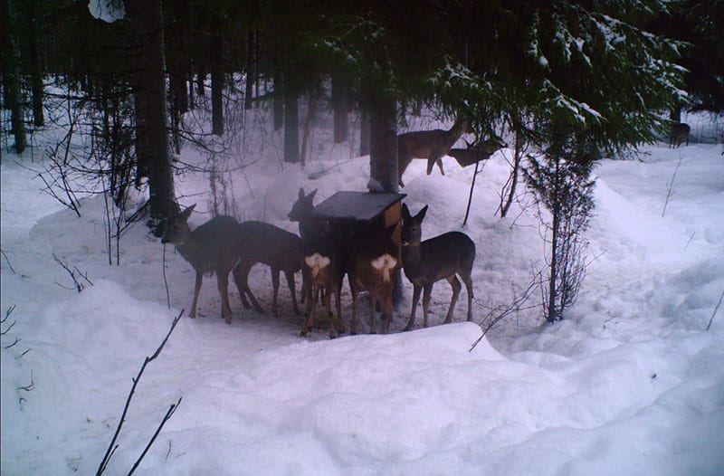 Rådjur som utfodras av Lunds jaktlag i Valbo. Foto: Privat