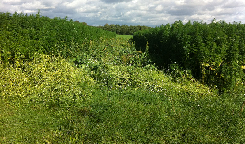 Viltåker vid Klevagård. Foto: Privat