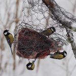 Talgoxar på talg från älgoxe. Foto: Fredrik Widemo