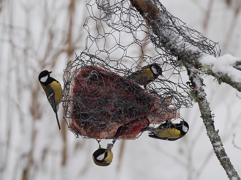 Talgoxar på talg från älgoxe. Foto: Fredrik Widemo