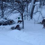 Foderplats för rådjur och fasan på Jägareförbundet Stockholms Gålö jaktgård. Foto: Torben Petersen