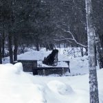 Älgkalven lät sig väl smaka av foderbetorna. Foto: Emil Svensson
