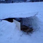 Att skotta upp snö kring en plåt kan vara ett alternativ om man inte hinner bygga en foderautomat. Se bara till att plåten inte har några vassa kanter som kan skada rådjuren. Foto: Lars-Olof Mattsson