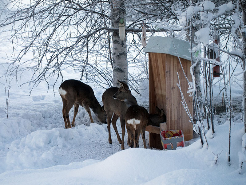 Foto: Krister Landström