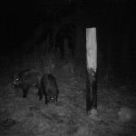 Vildsvin dök upp ett par veckor efter att åteln anlades. Foto: Privat