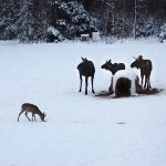 Älg och rådjur samsas på utfodringsplatsen i vid Boared i Ulricehamns kommun. Foto: IngaLill Ekman
