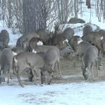 25 rådjur på samma bild. Foderplatsen i Älvkarleö var minst sagt välbesökt den 13 mars. Foto: Gunnar Ericsson