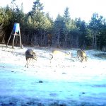 Rådjur och älg tar för sig av fodret. Foto: Privat