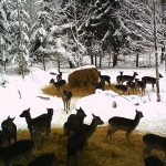 Här är det nästan enbart dovkalvar som är ute och äter på foderplatsen på dagtid. Foto: Privat