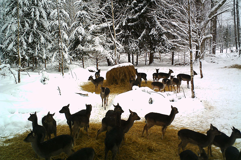 Här är det nästan enbart dovkalvar som är ute och äter på foderplatsen på dagtid. Foto: Privat