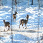 Rådjur utfodras i Lövnäs. Foto: Privat