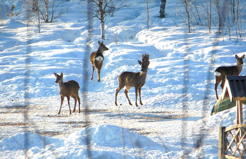 Rådjur utfodras i Lövnäs. Foto: Privat