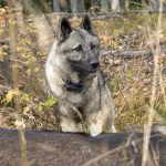 Avelsarbetet med älghundar kommer att gynnas av de nya provreglerna, anser Svenska Älghundklubbens styrelse. Foto: Olle Olsson