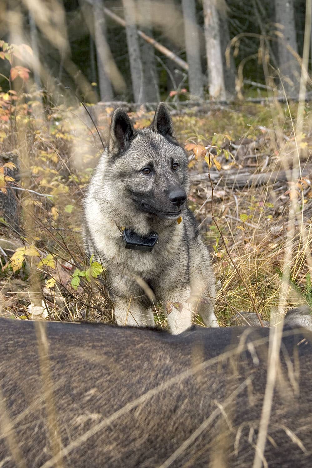 Avelsarbetet med älghundar kommer att gynnas av de nya provreglerna, anser Svenska Älghundklubbens styrelse. Foto: Olle Olsson