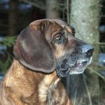 Spårspecialister som hannoveransk viltspårhund är ofta mindre livliga i sitt temperament och blir inte så lätt störda av omgivningen. Foto: Jan Henricson