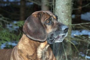 Spårspecialister som hannoveransk viltspårhund är ofta mindre livliga i sitt temperament och blir inte så lätt störda av omgivningen. Foto: Jan Henricson