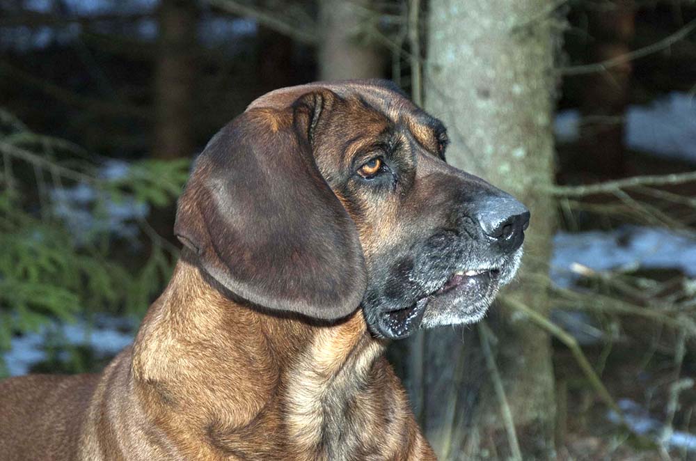 Spårspecialister som hannoveransk viltspårhund är ofta mindre livliga i sitt temperament och blir inte så lätt störda av omgivningen. Foto: Jan Henricson