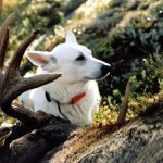 Älghundar sliter bokstavligt talat hund i skogen och behöver vara välkonstruerade för att hålla länge. Foto: Olle Olsson