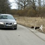 Jakthundar riskerar att hamna i trafiken och bli påkörda. Men ta den skadade hunden till veterinären, även om den första reaktionen kanske är att avliva den på plats. Foto: Jan Henricson