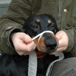 Lägg öglan runt hundnosen med knuten på nosryggen. Foto: Marie Gadolin