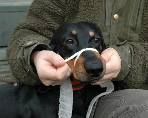 Lägg öglan runt hundnosen med knuten på nosryggen. Foto: Marie Gadolin