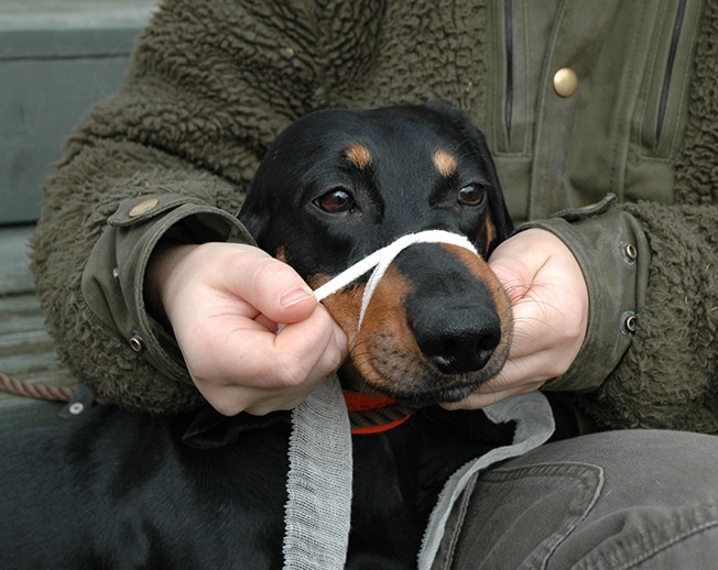 Lägg öglan runt hundnosen med knuten på nosryggen. Foto: Marie Gadolin