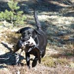 Nu är det möjligt att omregistrera retriever, och även spaniel, utan allt för mycket krångel. Foto: Jan Henricson
