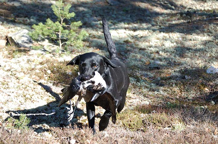Nu är det möjligt att omregistrera retriever, och även spaniel, utan allt för mycket krångel. Foto: Jan Henricson